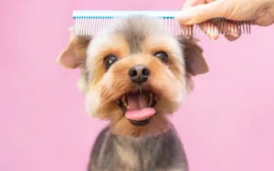 Short-haired dog being brushed at home with a grooming tool, part of a guide on choosing the best brush for different coat types.