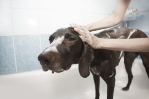 a brown dog in a bathtub getting bathed with soapy bubbles from their owner